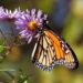 it's monarch time in Cape May