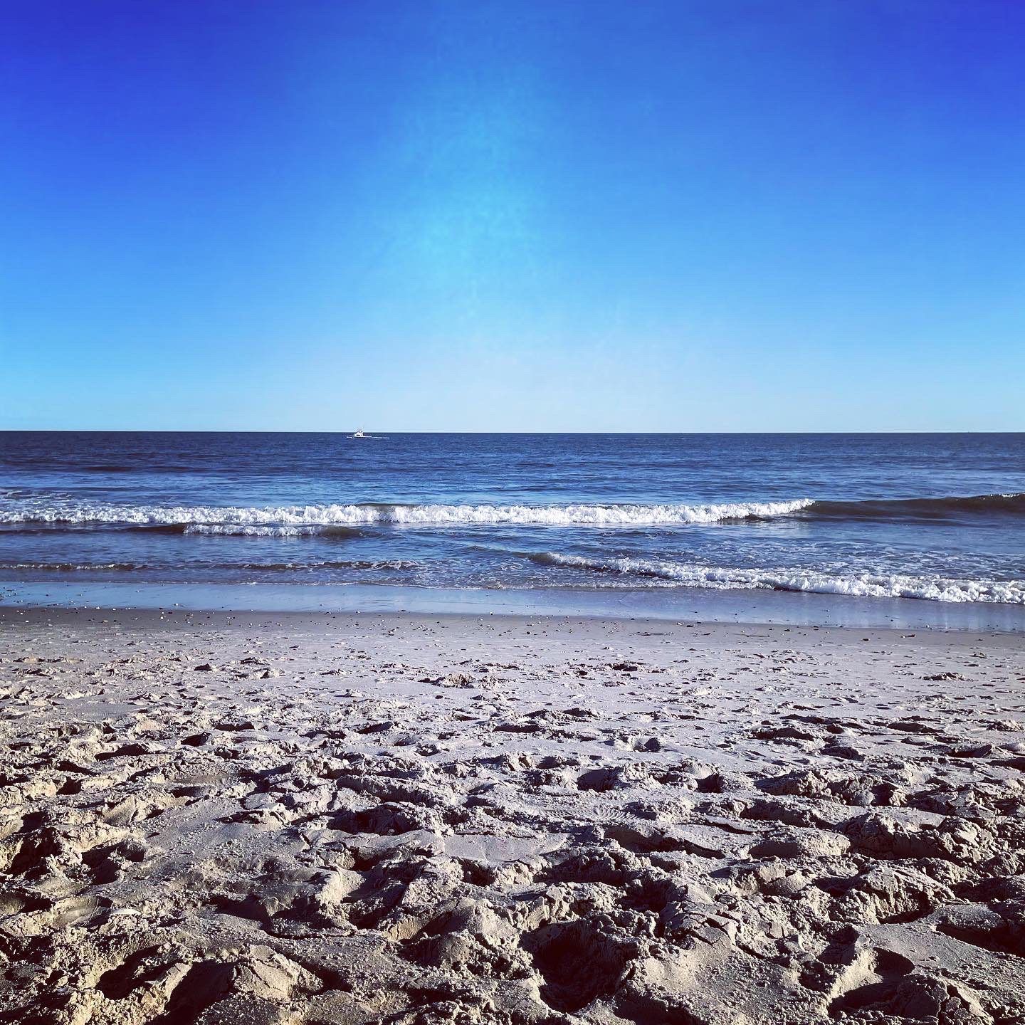 are dogs allowed on the beach in cape may